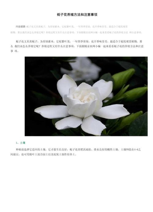 栀子花秋冬季的养殖方法和注意事项