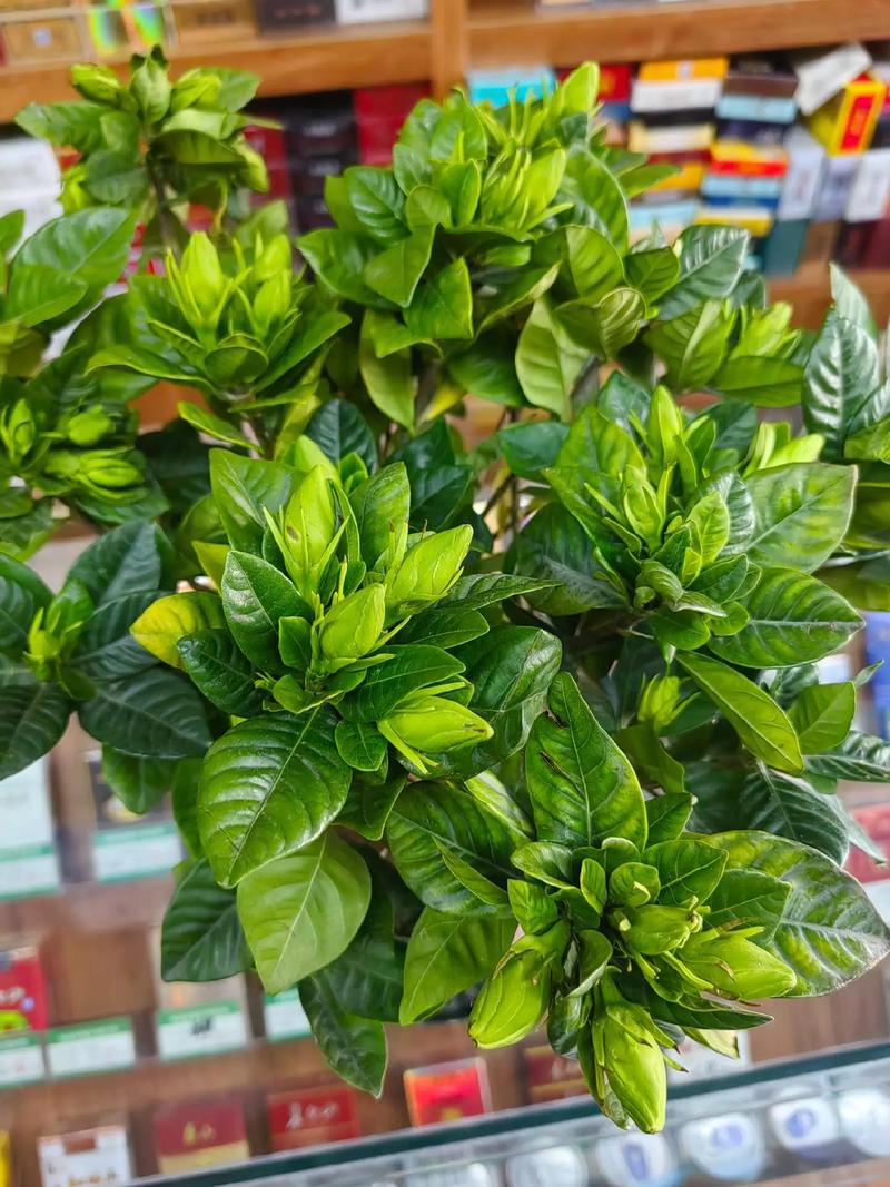 听说,栀子花养得好,冬天也能开花?是否真的?该怎么养?