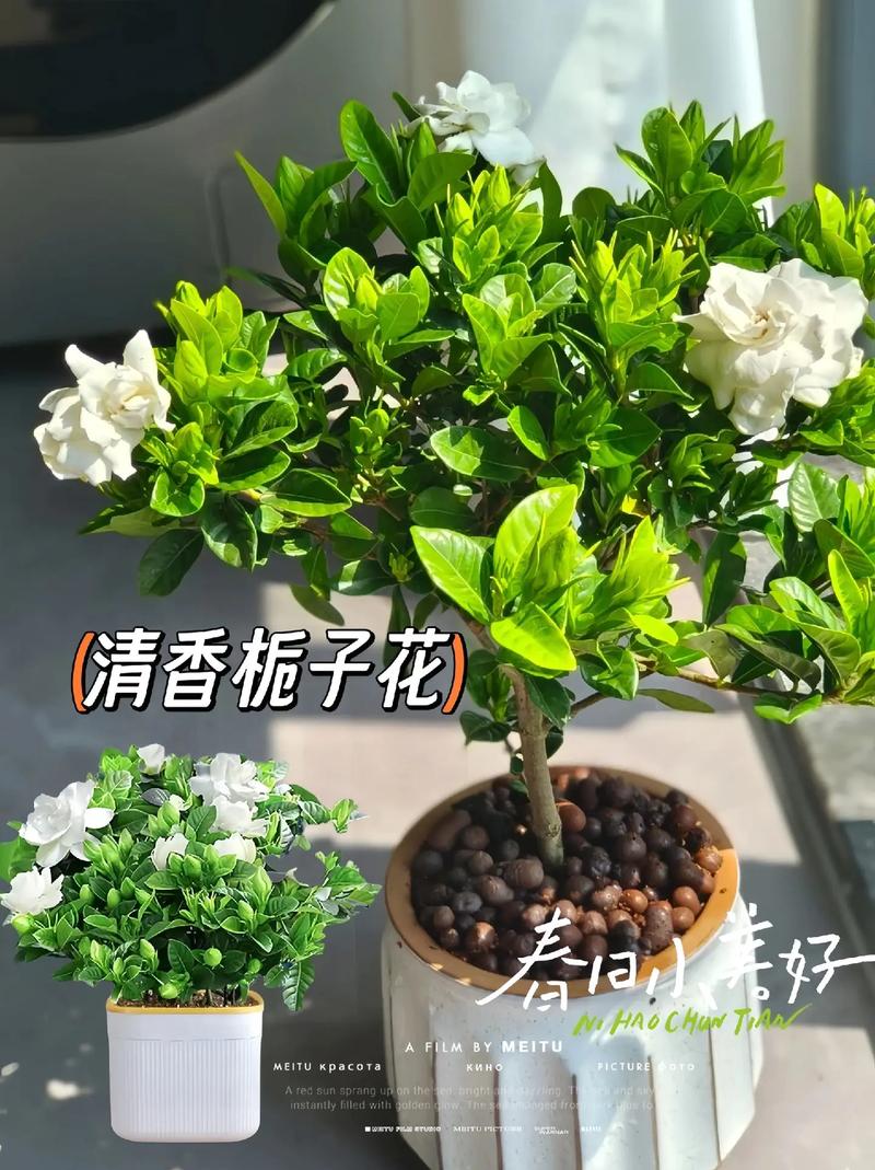 栀子花冬季怎么养