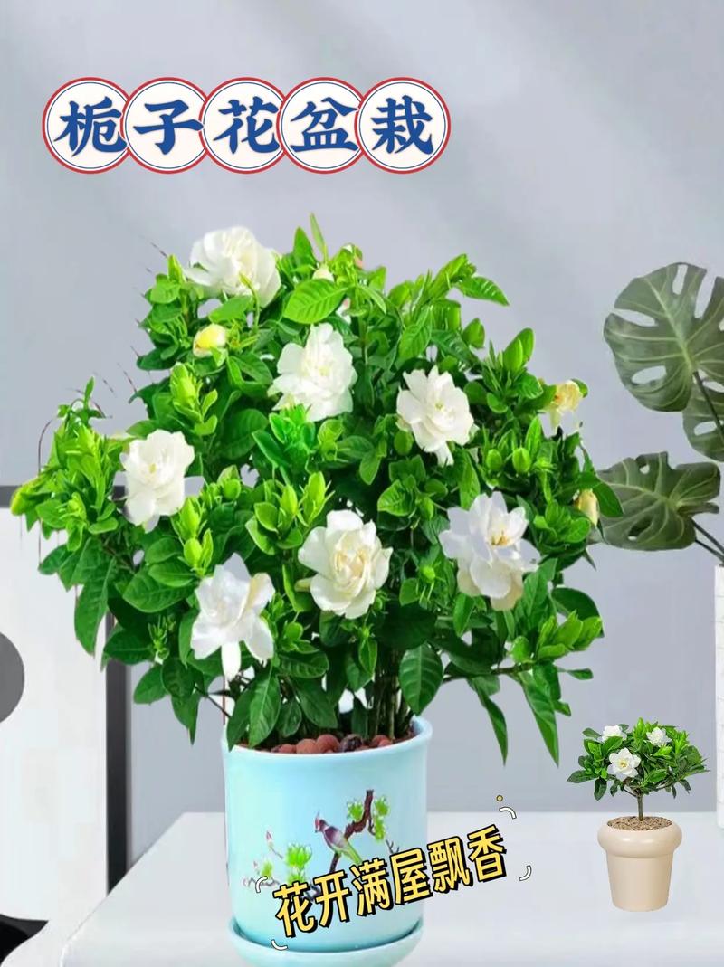 盆栽栀子花冬天能放在室外吗