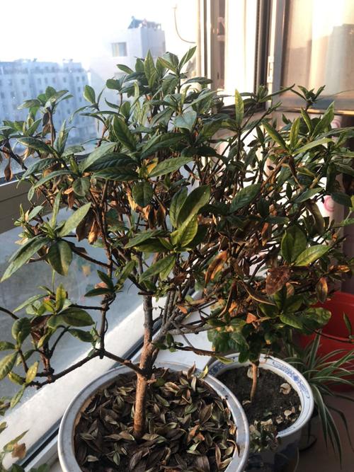栀子花冬天怕不怕冷