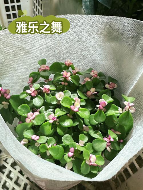 雅乐之舞叶子变皱掉落怎么回事,怎么办