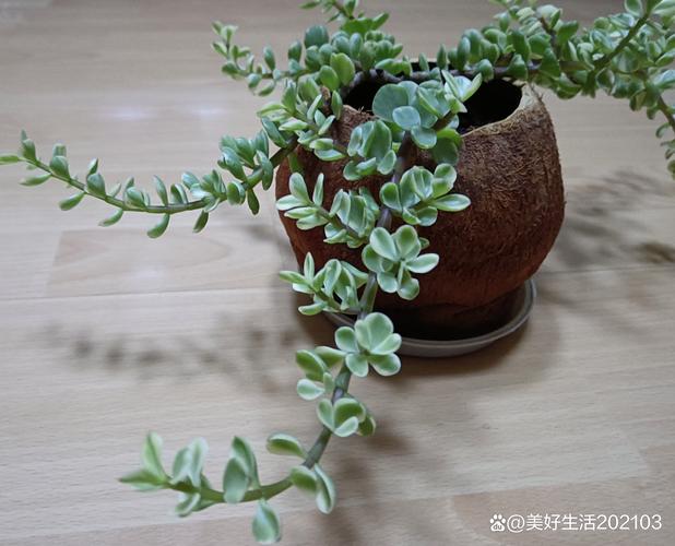 雅乐之舞叶片发皱是怎么回事,缓根和水分控制不好所致