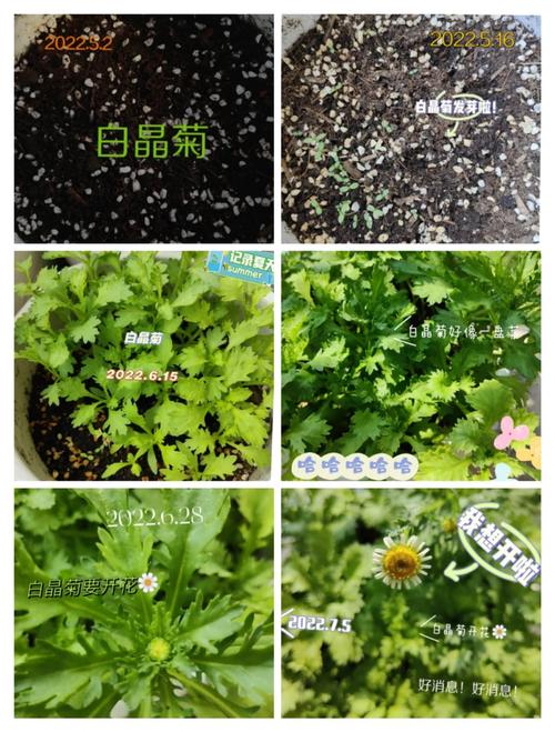 白晶菊不发芽怎么办