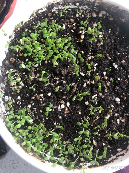 白晶菊不发芽怎么办,更换盆土控温养护