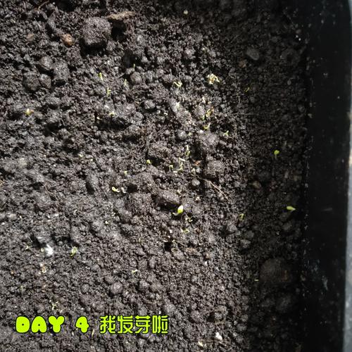 白晶菊没发芽浇水太多补救措施怎么做?