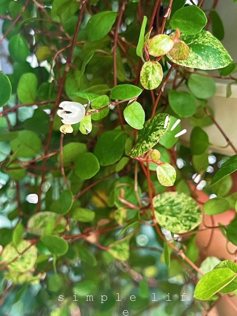千叶吊兰养多长时间会开花