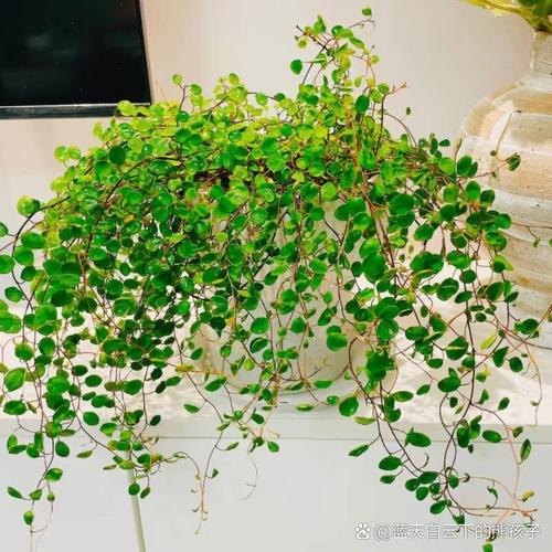 千叶吊兰有没有花和果实