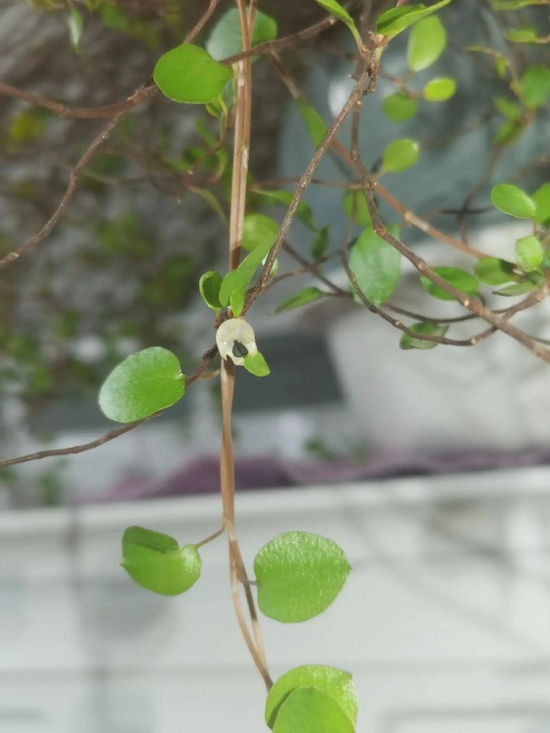 千叶吊兰开花吗