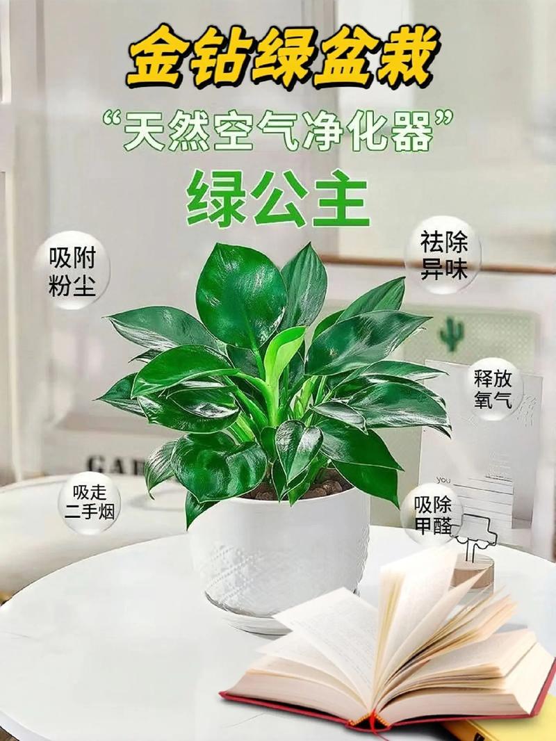 做好6点,盆栽千叶吊兰可以开白色小花,叶子长成“绿色瀑布”