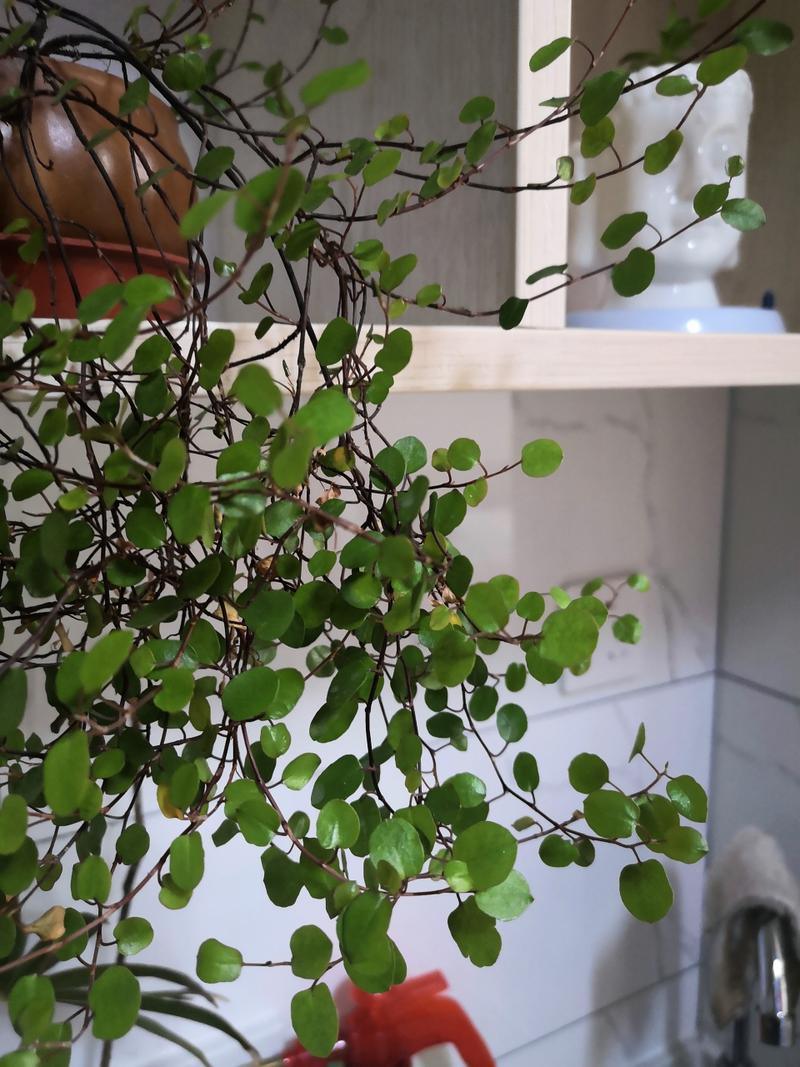 千叶吊兰会开花吗