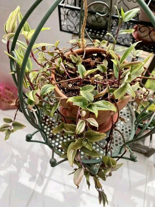 千叶吊兰植株干枯怎么办