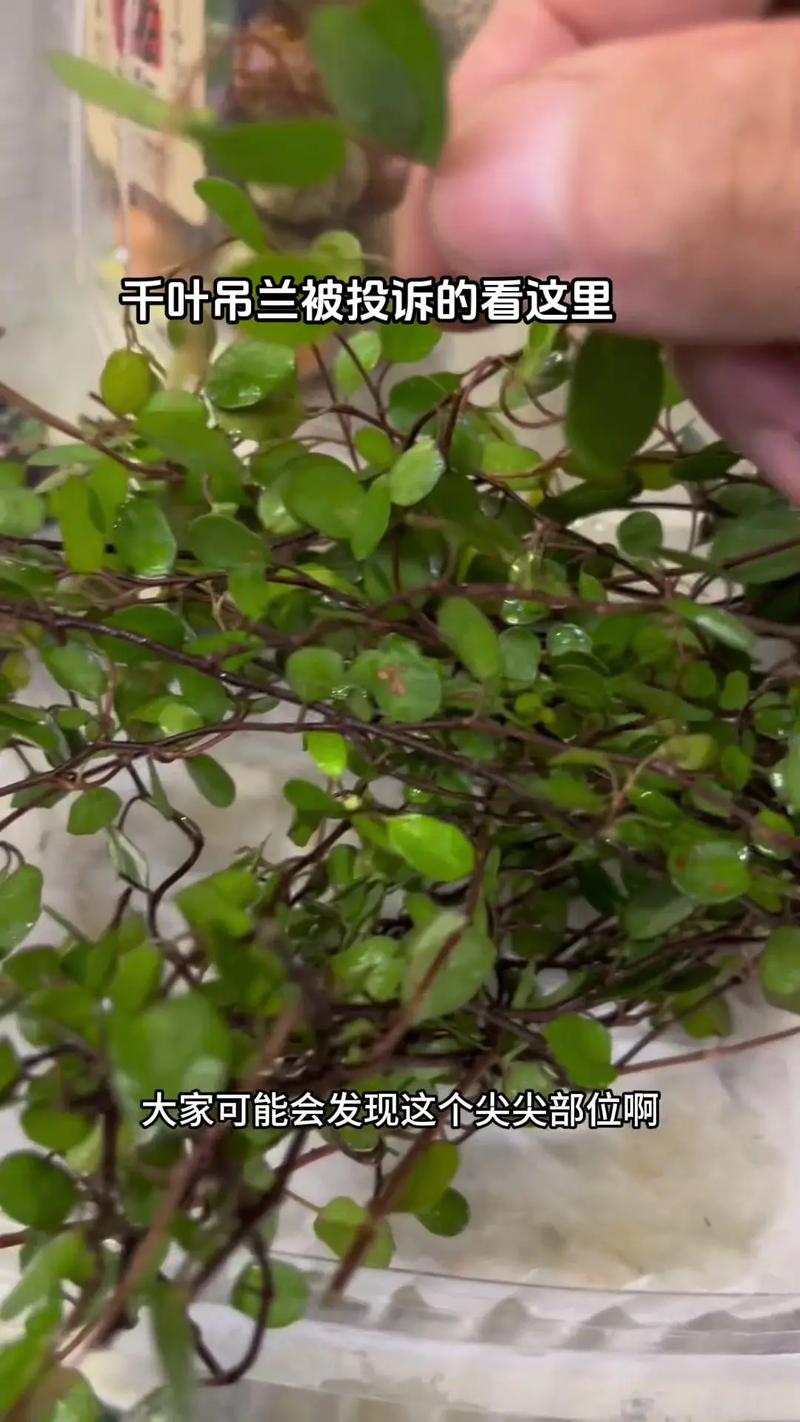 千叶吊兰干枯掉叶子什么原因