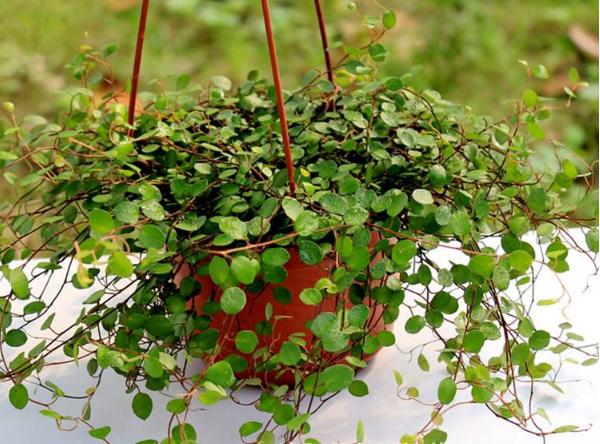 千叶吊兰植株干枯是怎么引起的
