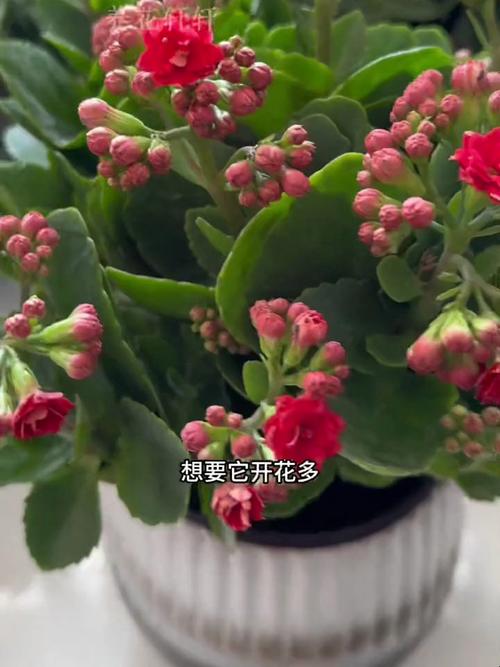蟹爪兰只长叶子不开花