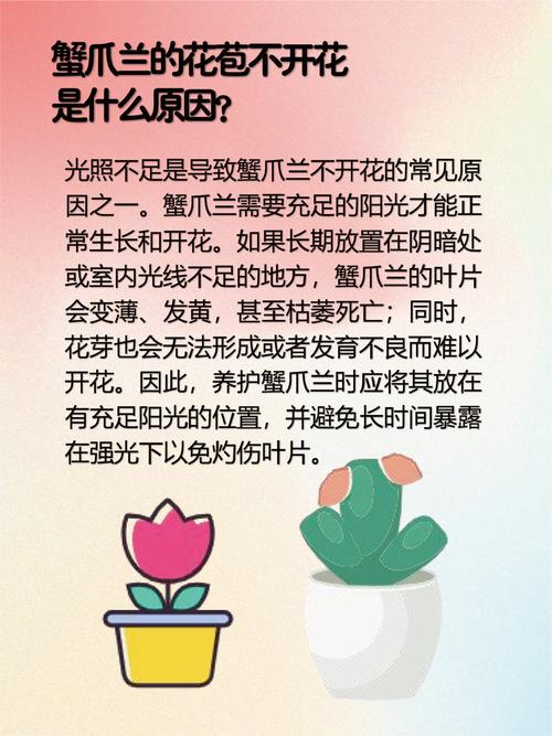 蟹爪兰只长叶子不开花原因及处理方法
