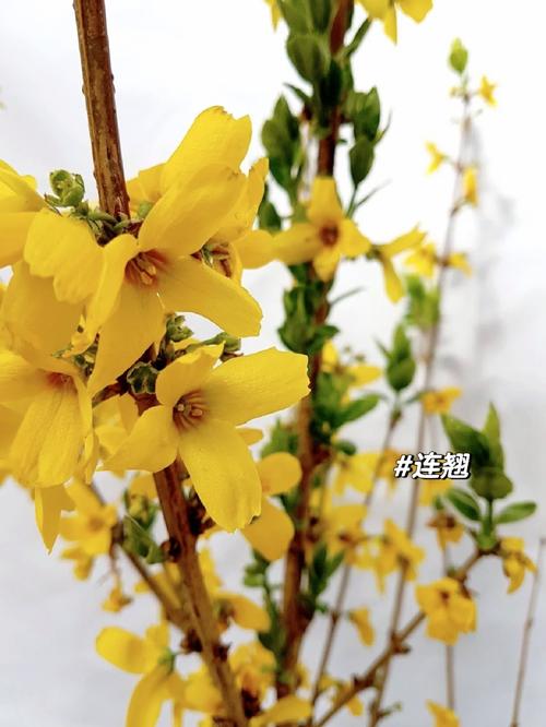 连翘开花不结果怎么办,如何提高结果率