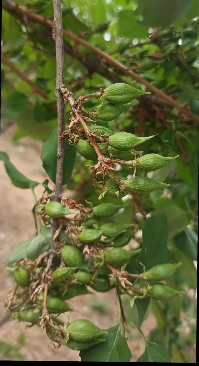 连翘树只开花不结果怎么回事