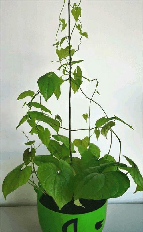 种植山药怎么养