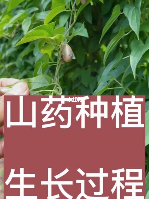 山药的生长环境及生长地方条件