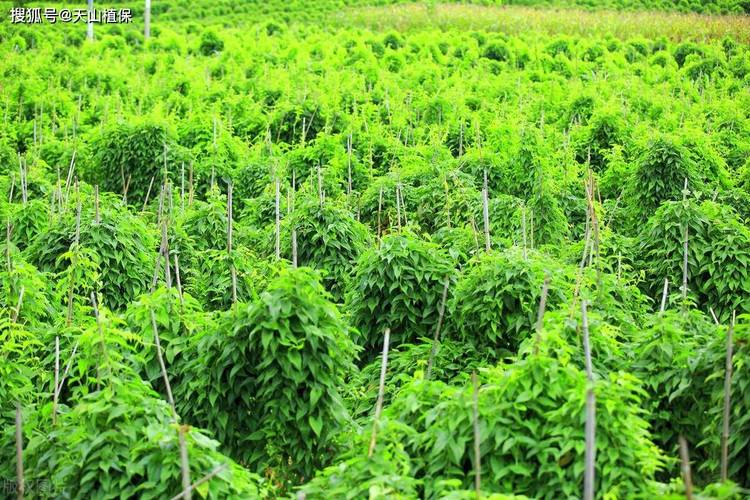 山药是长在啥地方