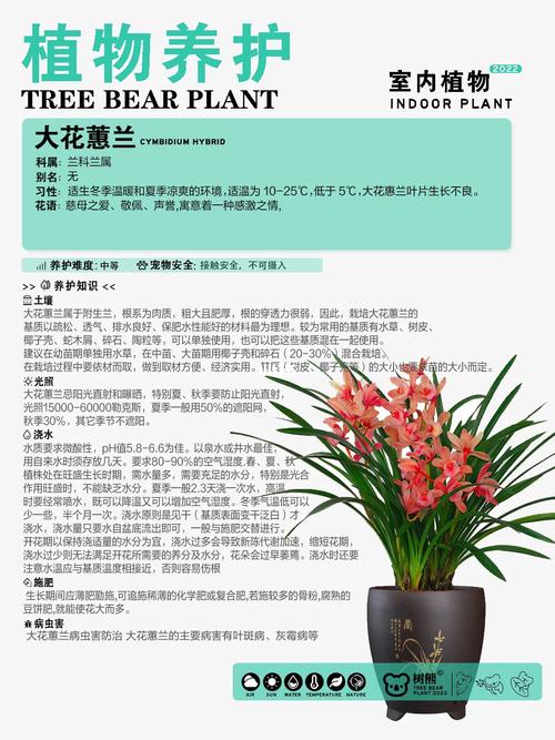 九子大花蕙兰的养殖注意事项