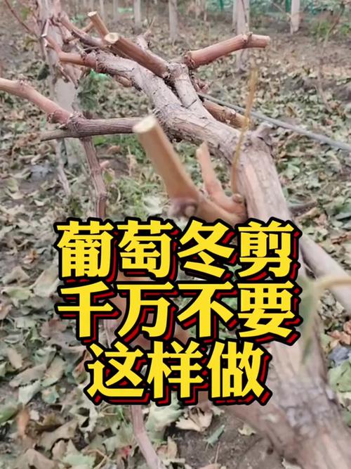 春天葡萄剪枝方法