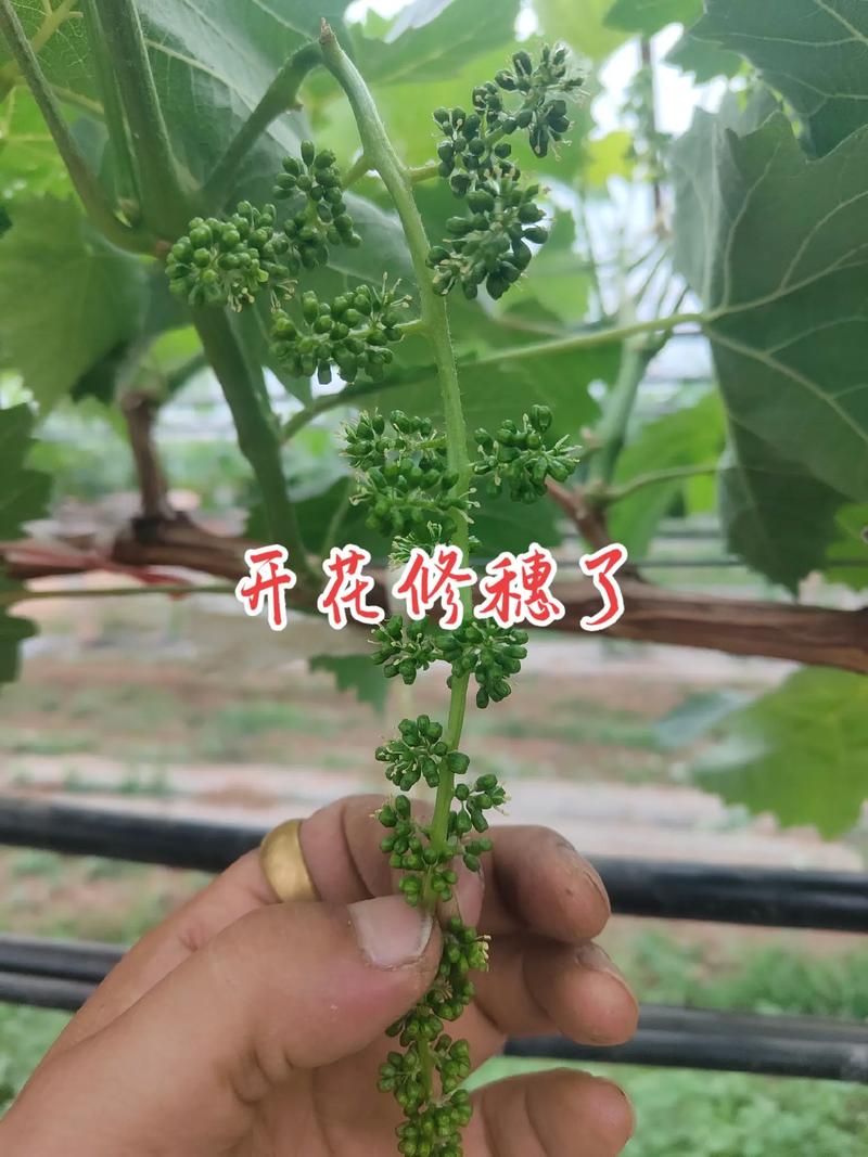 葡萄春季剪枝时间和方法