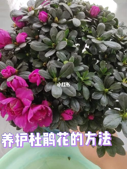杜鹃花怎么扦插