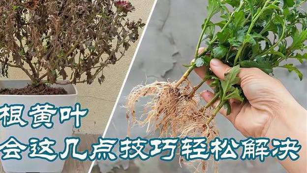 杜鹃花怎么繁殖