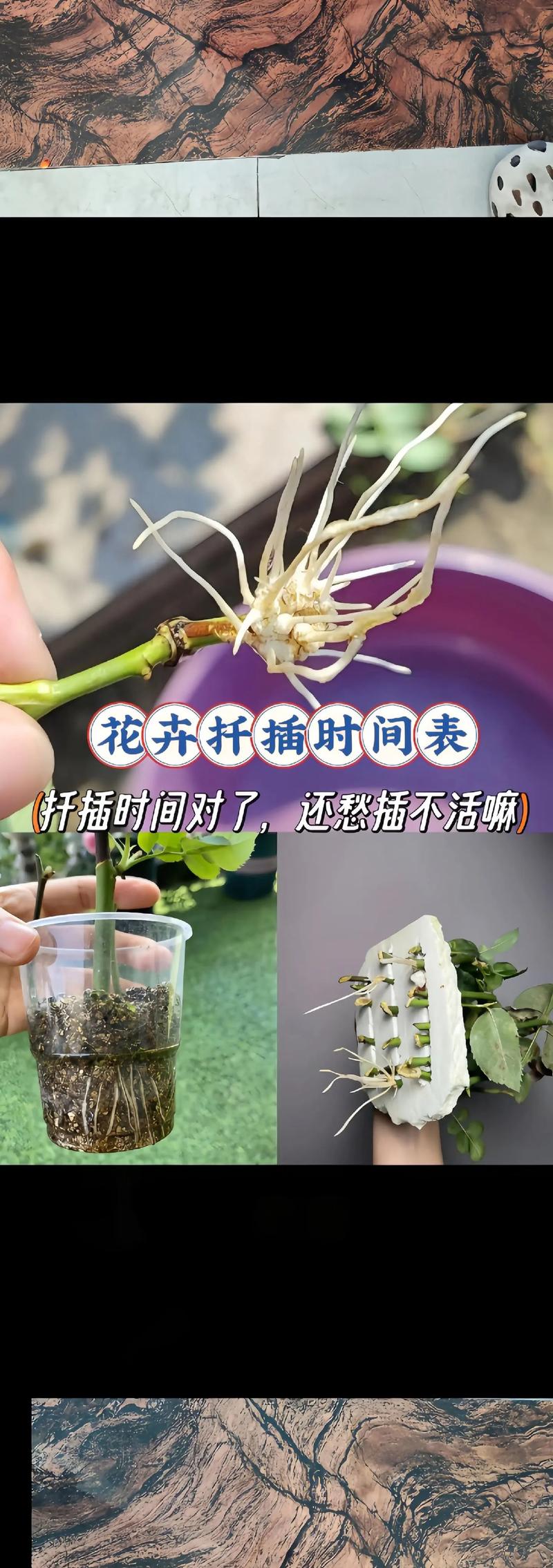 杜鹃花怎么扦插才好活
