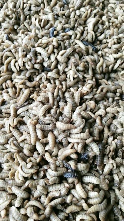 黑水虻的作用与用途