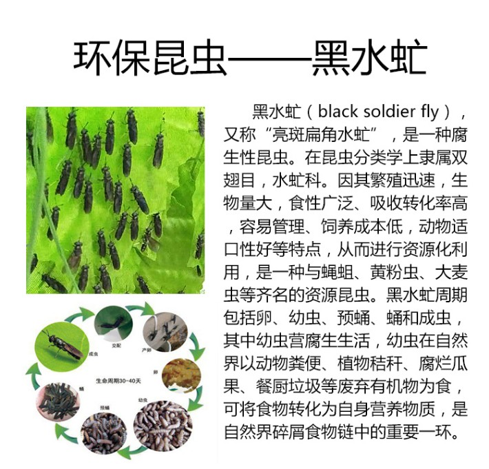 黑水虻的用途