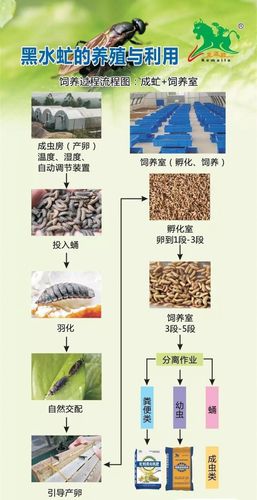 黑水虻养殖是什么意思?