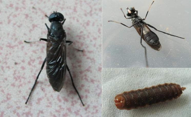 黑水虻是蛆虫吗