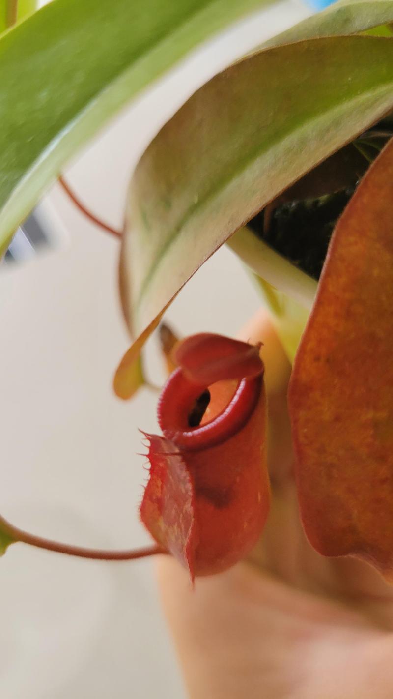 扑蝇草适合在家里养吗