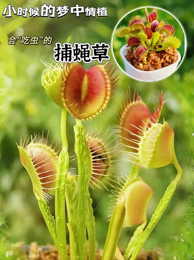 捕蝇草的养殖方法