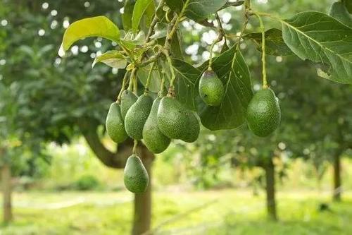 牛油果树可以嫁接栖子树吗
