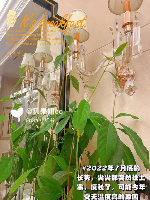 牛油果嫁接用什么砧木,牛油果树如何嫁接