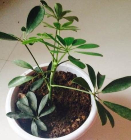 发财树不用买,掐个枝插土里就活,10天冒出大白根!