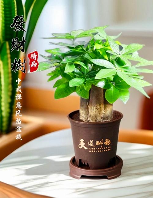 关店的发财树能不能拿?