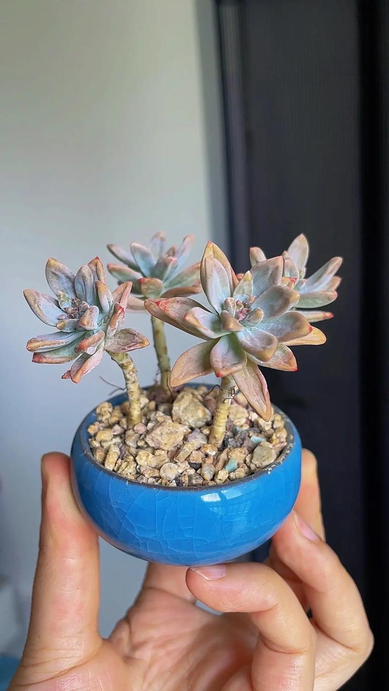 多肉植物如何换盆
