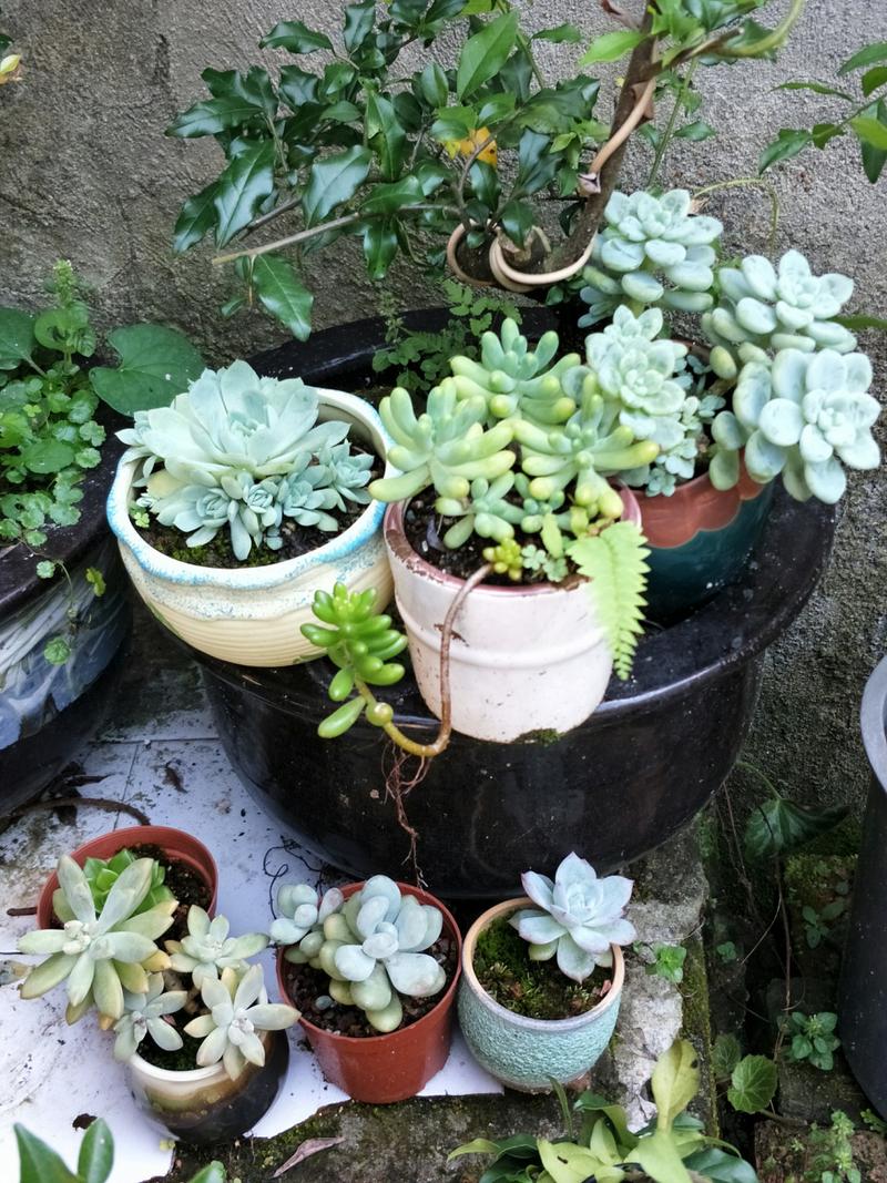 多肉植物怎么换盆