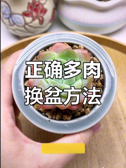 多肉怎么换盆多肉植物如何换盆