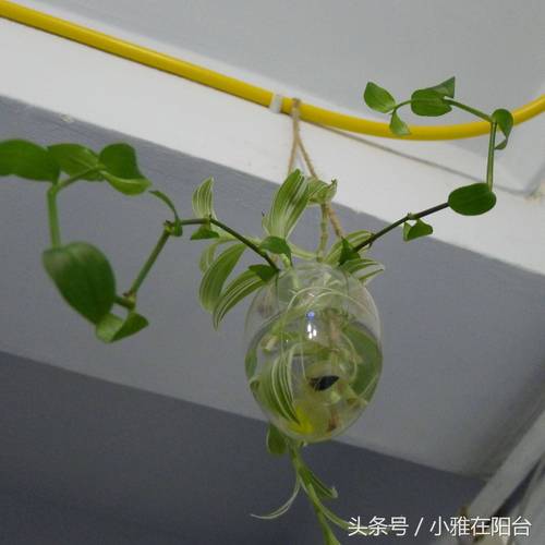 水培吊兰如何养护