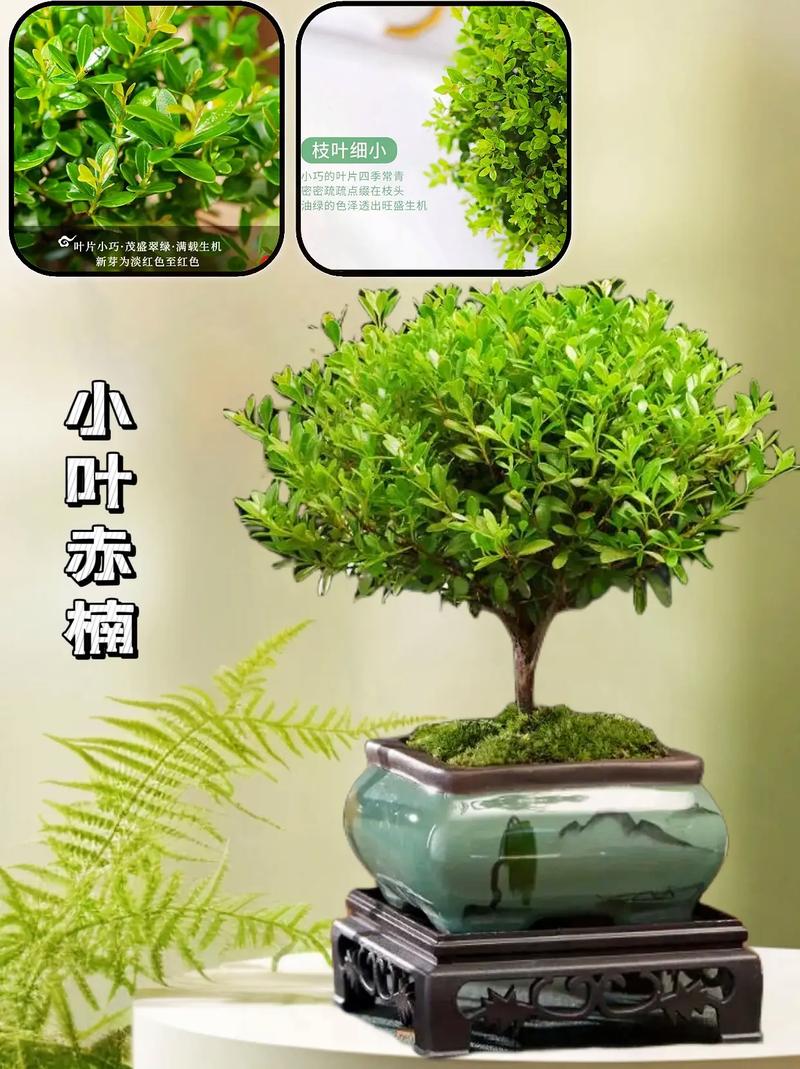 楠木的寓意
