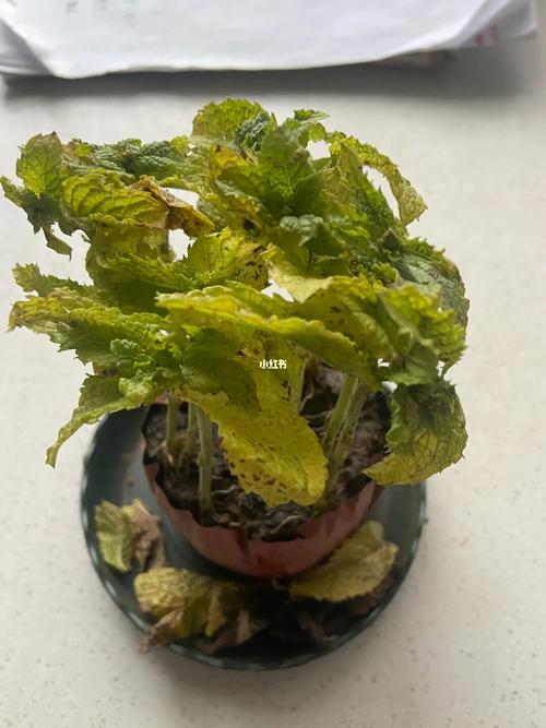 薄荷叶子发黄怎么回事,黄叶怎么办