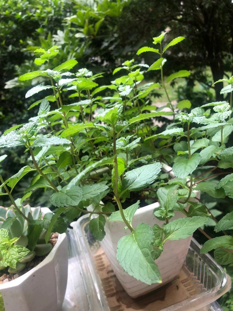 薄荷叶子发黄怎么办