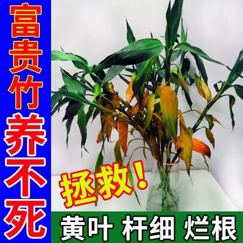水培烂根一招全消灭,叶子绿得能滴油!