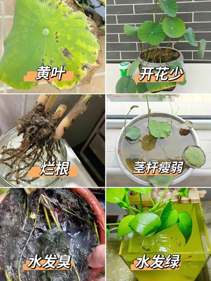 家里水培植物总有“烂根”我想知道为什么?实际上它是“营养液”